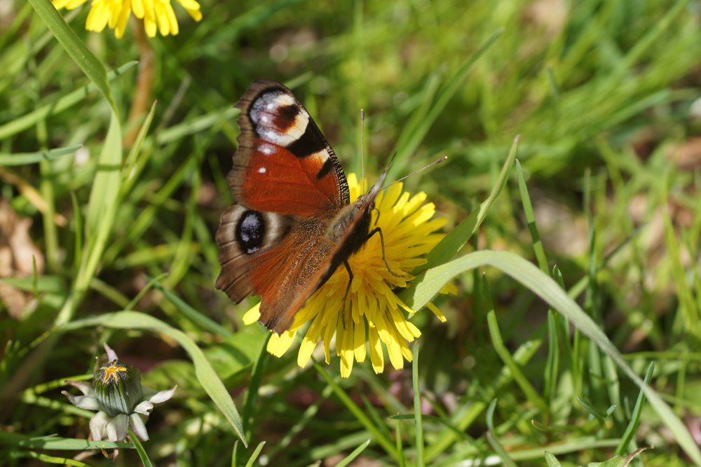  Schmetterlinge, Wildbienen & Insekten Einleitung