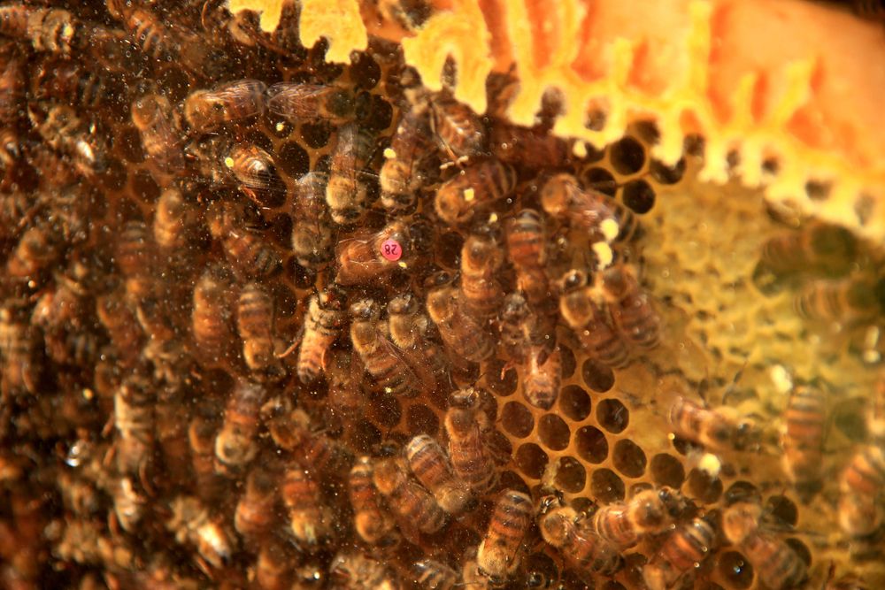 Bienen Nahaufnahme